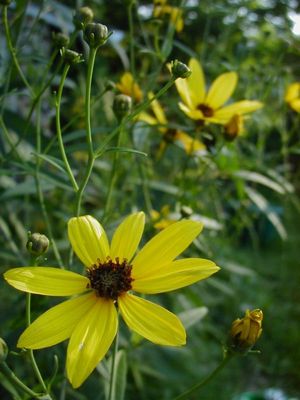 Coreopsis tripteris (Tall Coreopsis)