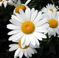 Chrysanthemum maximum (Shasta Daisy)