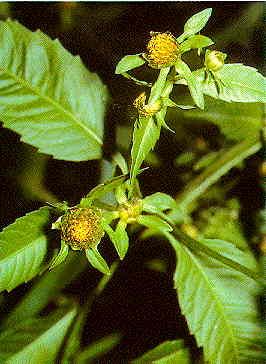 Bidens frondosa (Devil's Beggartick)