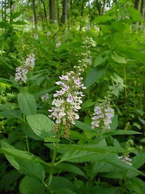 Teucrium canadense (Germander)