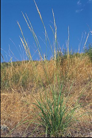 Stipa viridula (Green Needlegrass)