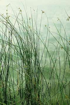 Scirpus acutus (Hardstem Bulrush)