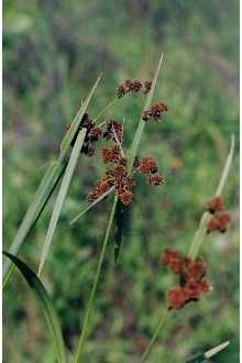 Scirpus atrovirens (Green Bulrush)