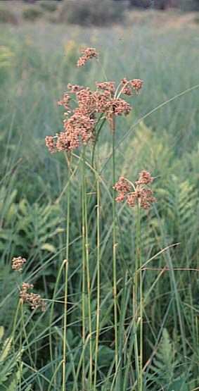 Scirpus cyperinus (Marsh Bulrush)