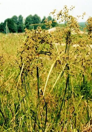 Scirpus fluviatilis (River Bulrush)