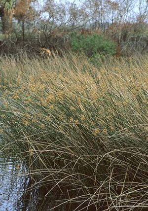 Scirpus validus (Soft-stem Bulrush)