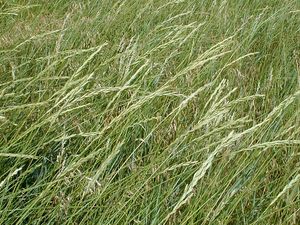 Agropyron smithii (Western Wheatgrass)