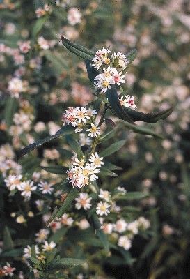 Aster laterifolius (Calico Aster)