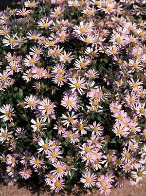 Boltonia asteroides (False Aster)