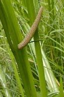 Acorus calamus (Sweet Flag)