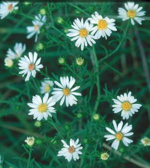 Symphyotrichum pilosus (Silky Aster)