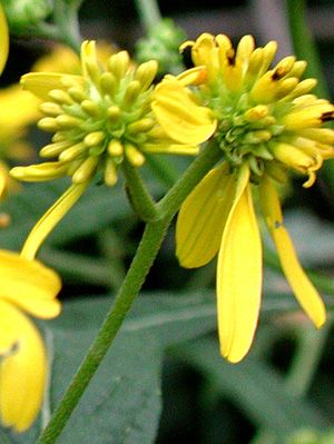 Verbesina alternifolia (Wingstem)