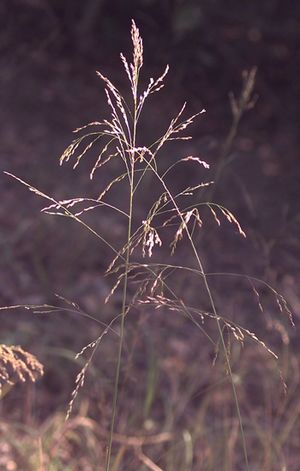 Tridens flavus (Purple Top)