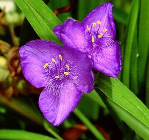 Tradescantia virginiana (Virginia Spiderwort)