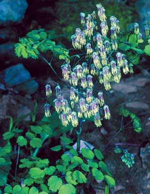 Thalictrum dioicum (Early Meadowrue)