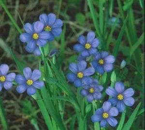 Sisyrinchium angustifolium (Blue-Eyed Grass)