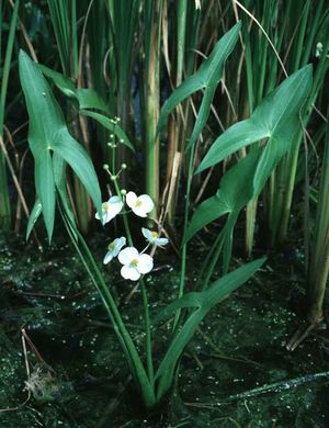 Sagittaria latifolia (Broadleaf Arrowhead)