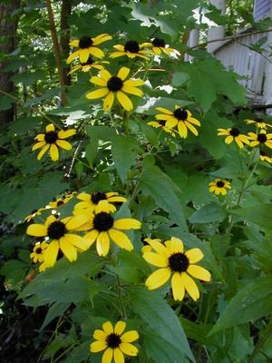 Rudbeckia triloba (Brown-Eyed Susan)