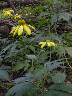 Rudbeckia laciniata (Cutleaf Coneflower)