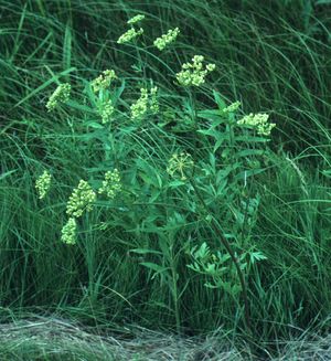 Polytaenia nuttallii (Nuttall's Prairie Parsley)