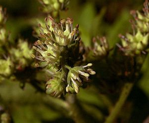 Penthorum sedoides (Ditch Stonecrop)