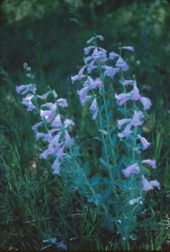 Penstemon grandiflora (Large-flowered Beardtongue)