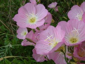 Oenothera speciosa (White Primrose)