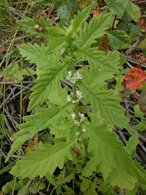 Lycopus americanus (Common Water Horehound)