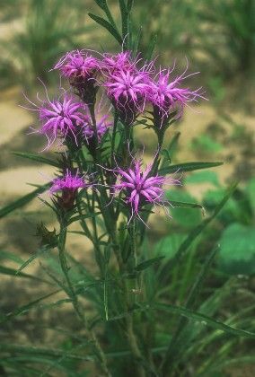 Liatris squarrosa (Scaly Blazing Star)