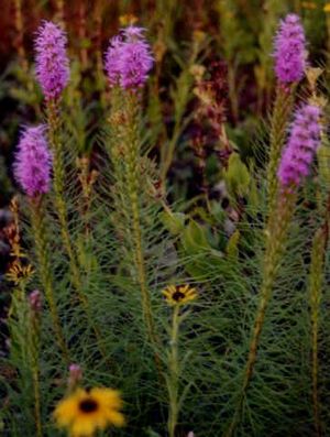 Liatris mucronata (Bottlebrush Blazing Star)