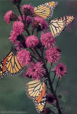 Liatris ligulistylis (Meadow Blazing Star)