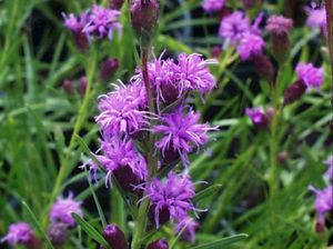 Liatris cylindracea (Ontario Blazing Star)