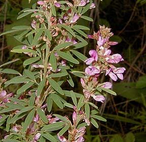 Lespedeza virginica (Slender Lespedeza)