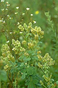 Lespedeza hirta (Hairy Lespedeza)