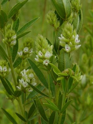 Lespedeza capitata (Roundhead Lespedeza)