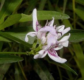 Justicia americana (Water Willow)