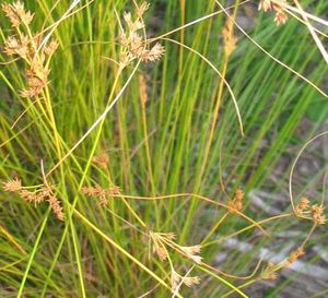 Juncus dudleyi (Dudley's Rush)