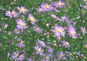 Symphyotrichum laevis (Smooth Aster)