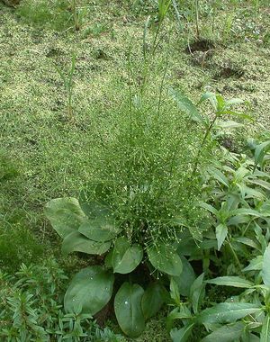 Alisma subcordatum (Small-Flowered Water Plantain)