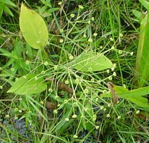 Alisma triviale (Large-Flowered Water Plantain)