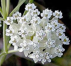 Asclepias verticillata (Whorled Milkweed)
