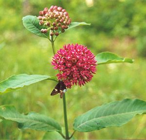 Asclepias purpurascens (Purple Milkweed)