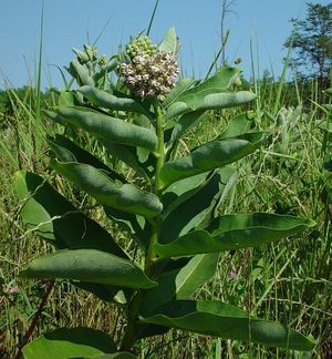 Asclepias syriaca (Common Milkweed)