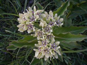 Asclepias viridis (Green Antelopehorn)