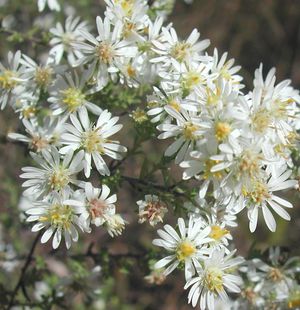 Aster ericoides (White Heath Aster)