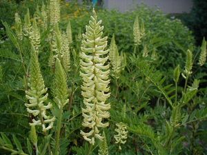 Astragalus canadensis (Canada Milk Vetch)