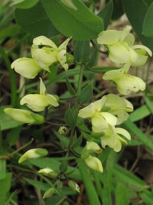 Baptisia leucophaea (Cream Wild Indigo)