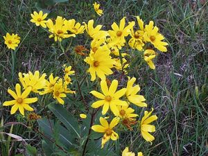 Bidens aristosa (Tickseed)