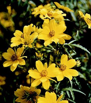 Bidens cernua (Nodding Bur Marigold)