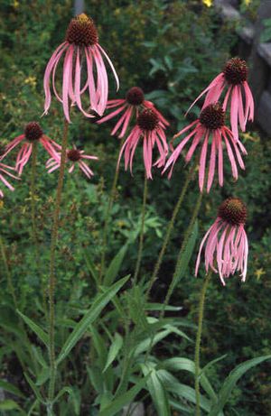 Echinacea angustifolia (Narrow Leaf Purple Coneflower)